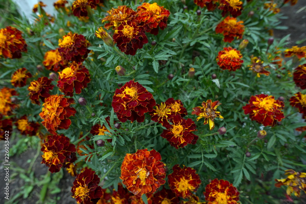 Fading flowers of maroon tagetes from above.