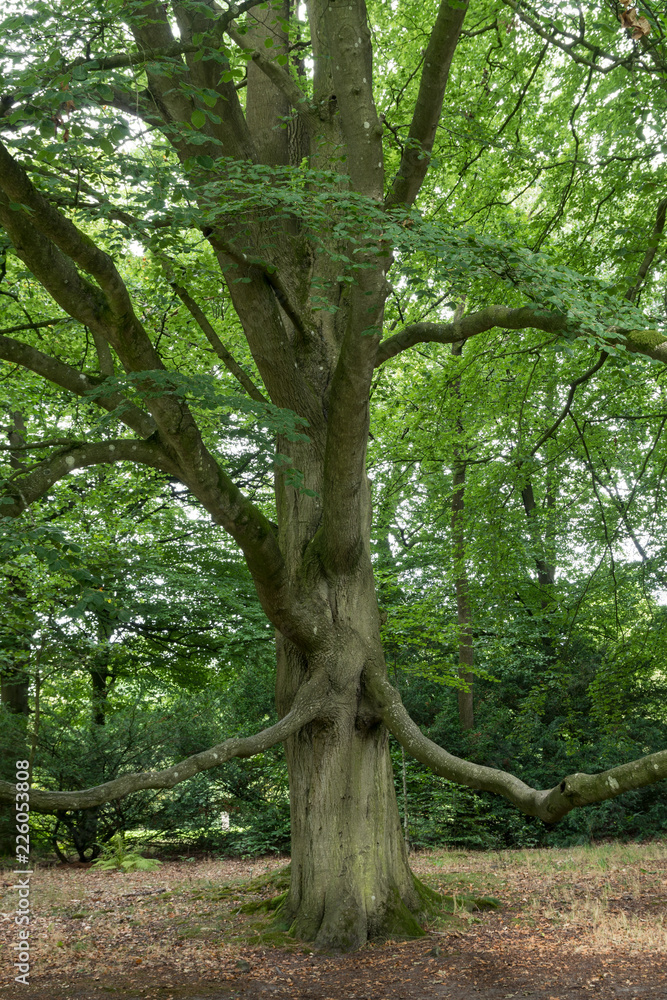 Fototapeta premium Buche im Schlosspark in Lütetsburg in Ostfriesland