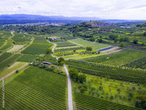 Weinberge von oben Drohne 