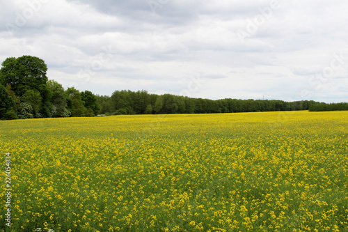 blick auf ein rapsfeld mit bäumen am horizont und bewölktem himmel in lathen fotografiert während einer tour in lathen und umgebung in niedersachsen deutschland mit dem weitwinkel objektiv