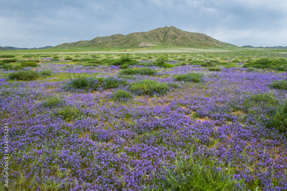 Obraz premium Field with flowers in summer