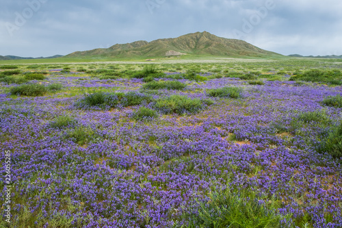 Field with flowers in summer