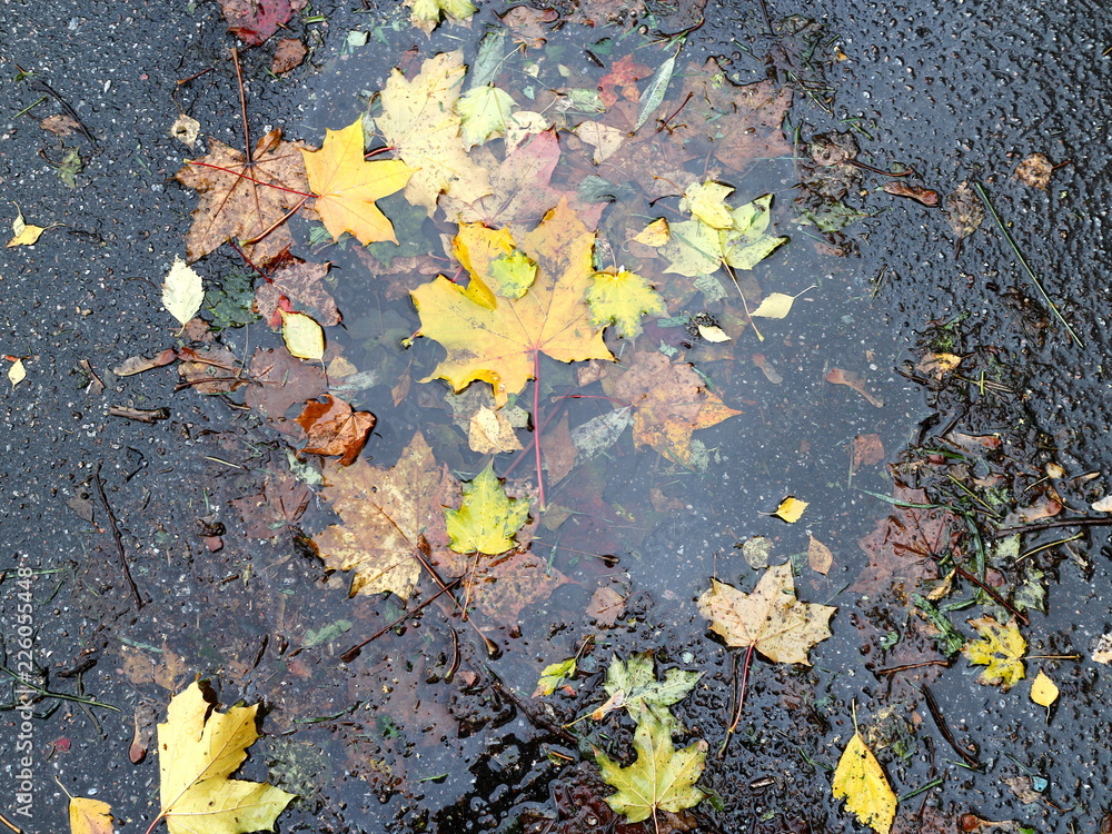 Autumn leaves in a puddle on a rainy day