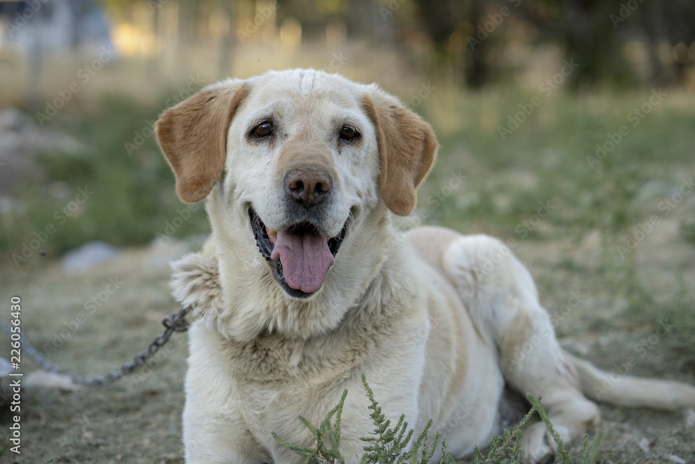 Smiling Yellow Labrador