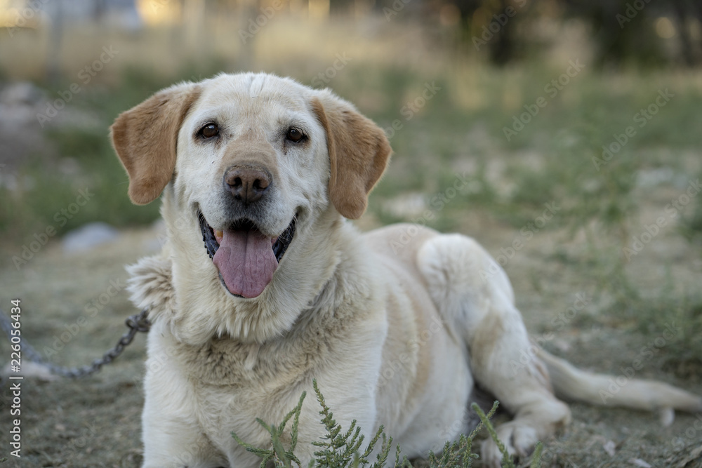 Old Smiling Yellow Labrador