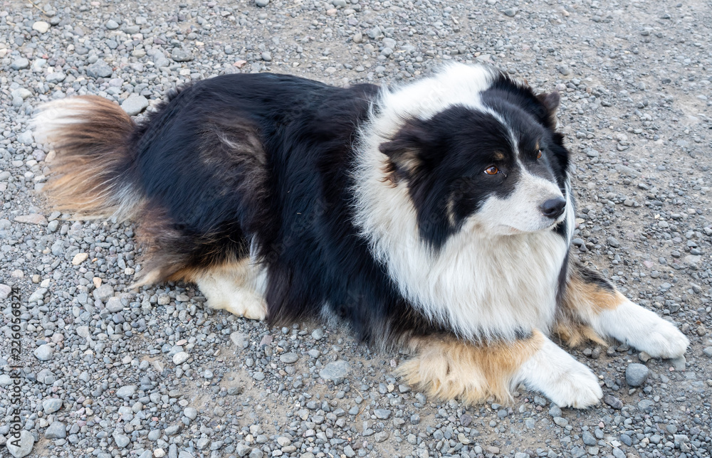 Adult Border Collie breed dog play and lay down on ground Adult Border Collie breed dog play and lay down on ground