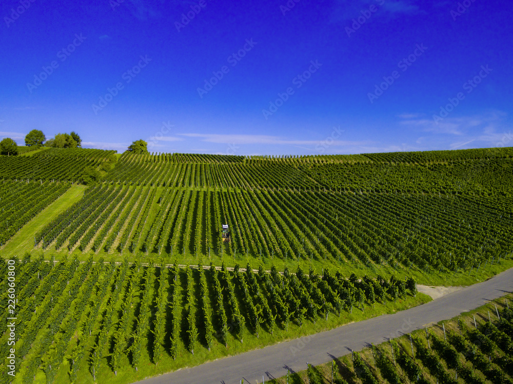 Weinberge von oben Drohne 