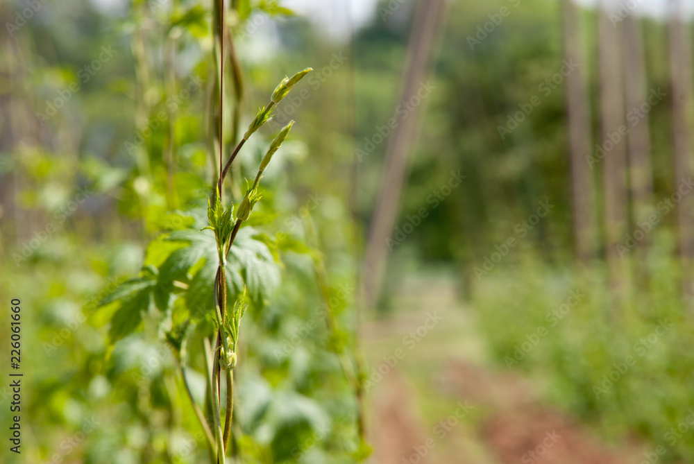Hop field near Zatec town in Czech Republic. Hop field near Zatec town in Czech Republic.