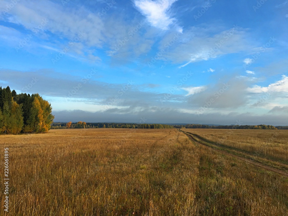 endless Golden field under the blue sky in autumn
