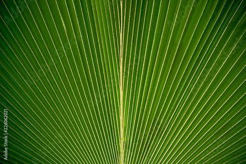 Textures surface pattern design vivid fresh bright of Green leaves of palm trees  Beautiful nature green leaf background concept.