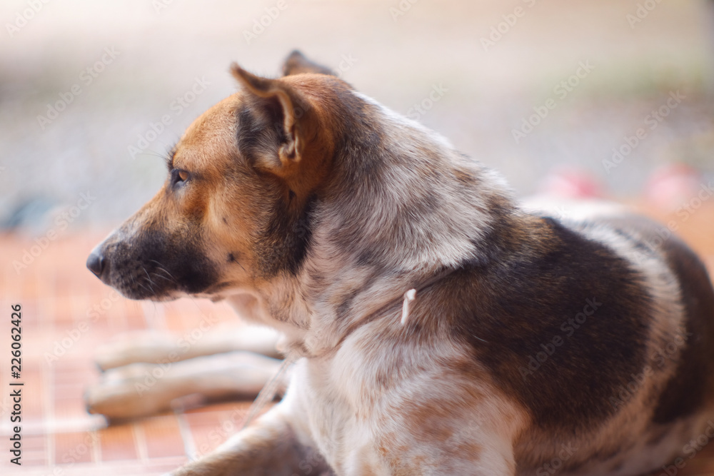 Closed up Thai dog brown and white colors sleep on brown floor , blurred background Closed up Thai dog brown and white colors sleep on brown floor , blurred background