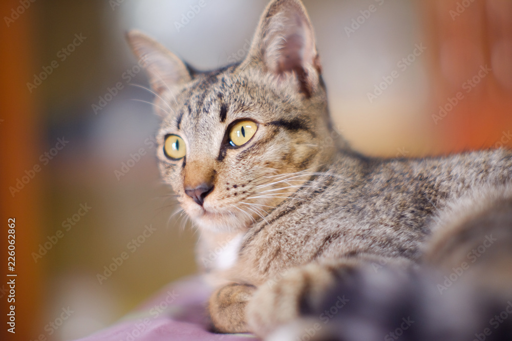 Closed up Thai cat grey and white colors sleep on floor , blurred background Closed up Thai cat grey and white colors sleep on floor , blurred background