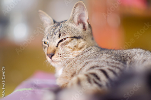 Closed up Thai cat grey and white colors  sleep on floor , blurred background