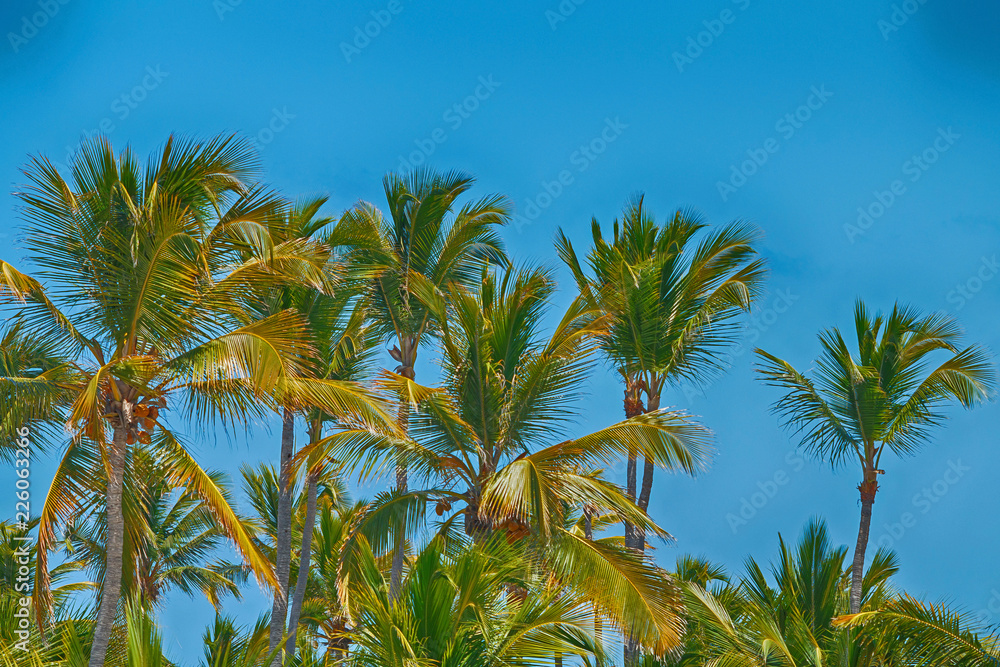 Beautiful tropical palm trees against a bright blue sky.