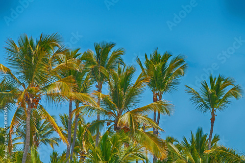 Beautiful tropical palm trees against a bright blue sky.
