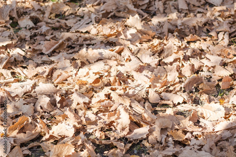 Dry maple leaves lay on the ground Dry maple leaves lay on the ground