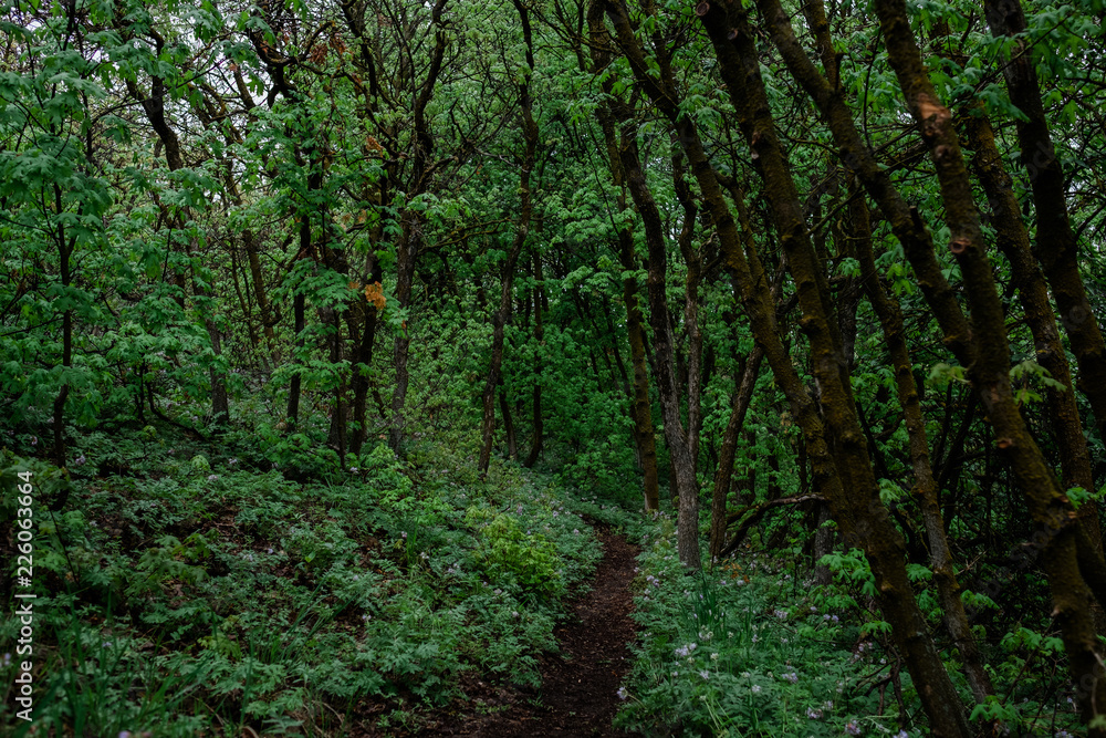 Fototapeta premium Hiking Path Cutting Through a Scrub Oak Forest in Utah
