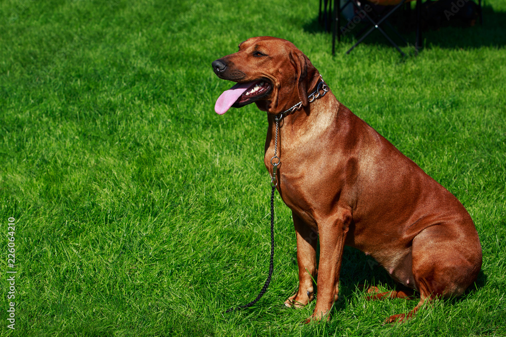 Dog breed Rhodesian Ridgeback