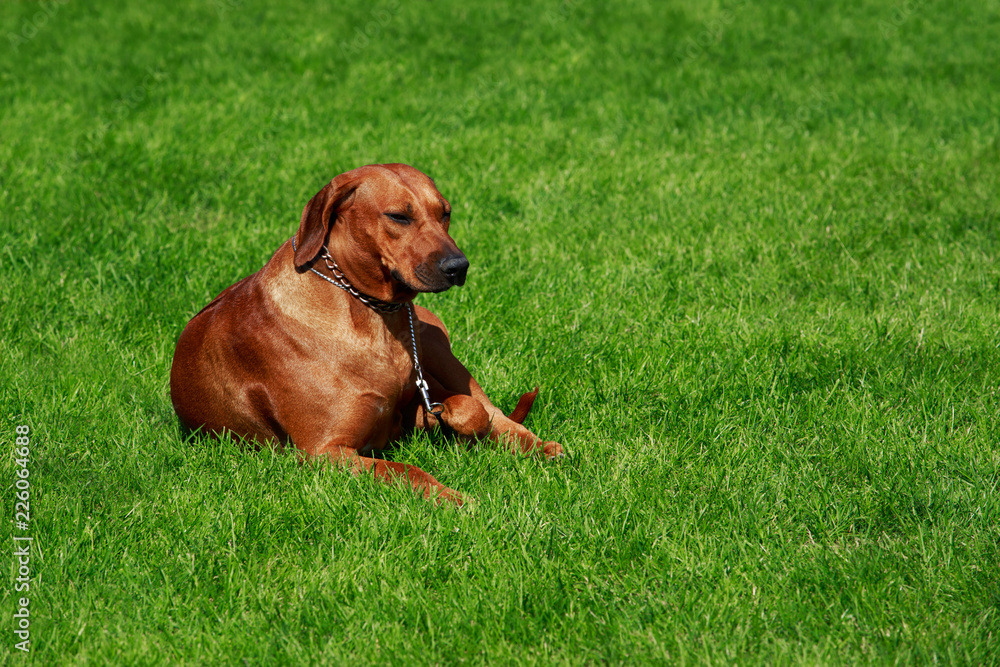 Dog breed Rhodesian Ridgeback Dog breed Rhodesian Ridgeback