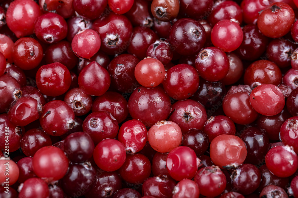 fresh cranberries as background fresh cranberries as background