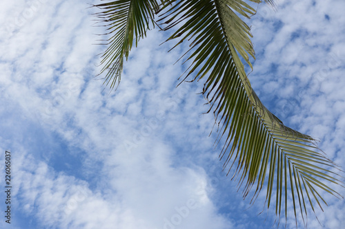 palm trees against blue sky