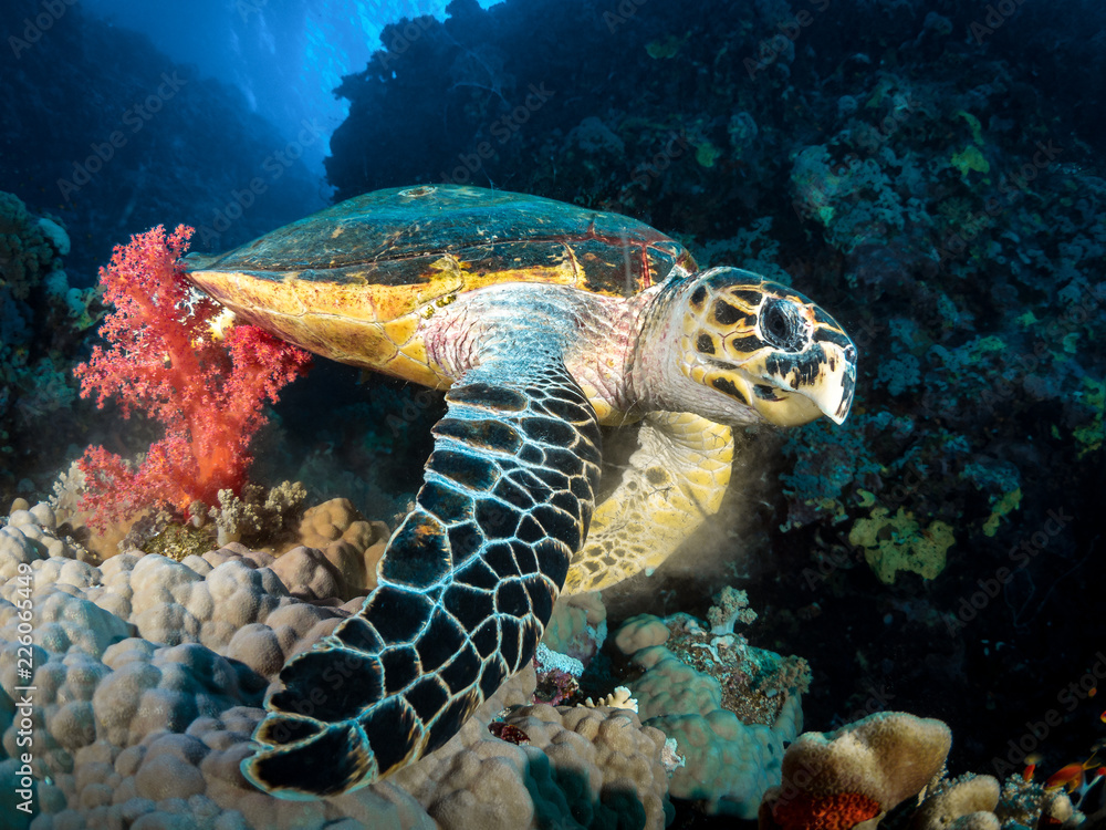 Obraz premium Schildkröte im Roten Meer