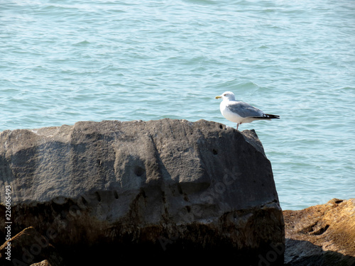Wallpaper Mural A seagull standing on a large rock by the ocean Torontodigital.ca