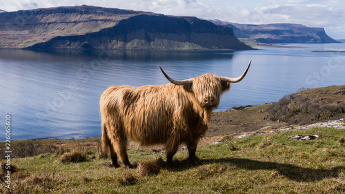 Stampa su tela Highland Cow, Isle of Mull. Highlands, Scotland