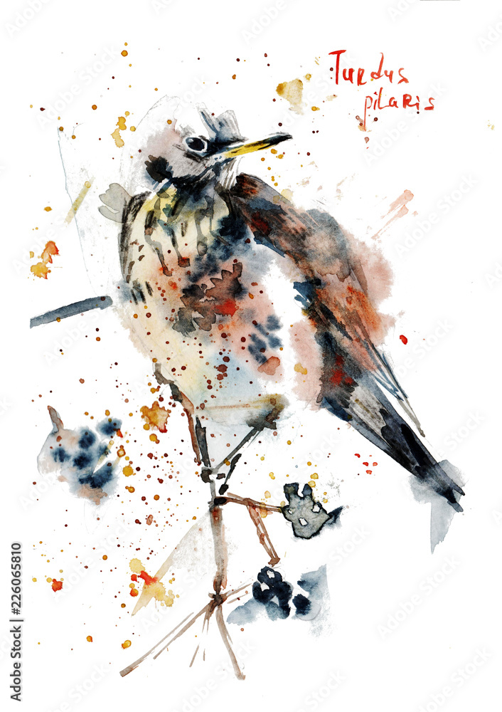 design, illustration, watercolor, background, white, bird, isolated, nature,  animal, art, beautiful, drawing, colorful, red, color, paint, blue, cute,  wild, vintage, wildlife, hand, element, feather, Stock Illustration | Adobe  Stock