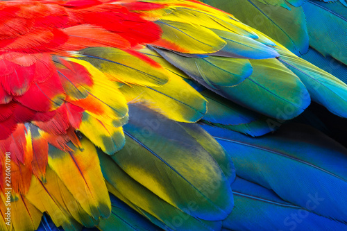 Close up of Scarlet macaw bird's feathers, exotic nature background and texture. photo