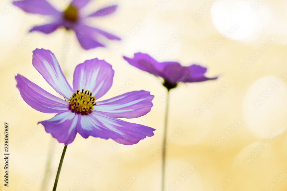 Mothers Day card with cosmos flowers