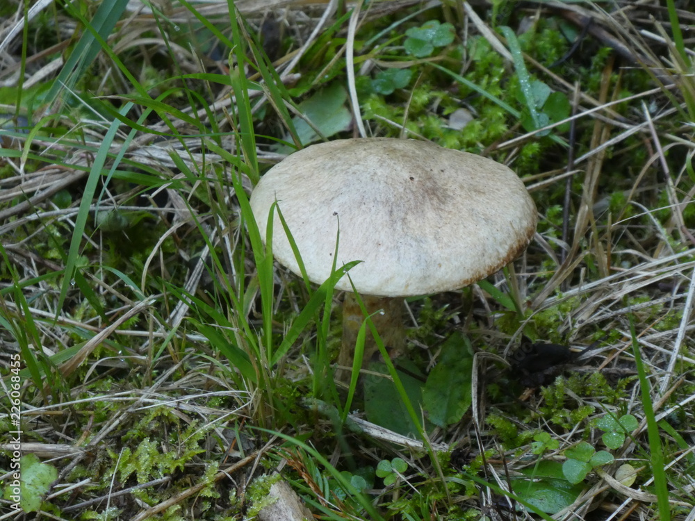 mushroom in the forest of the mountains mushroom in the forest of the mountains