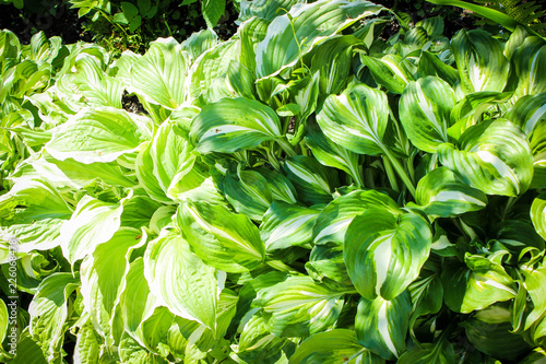 green plant in the garden
