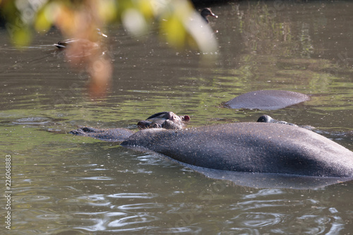 hippo submerged in the pond