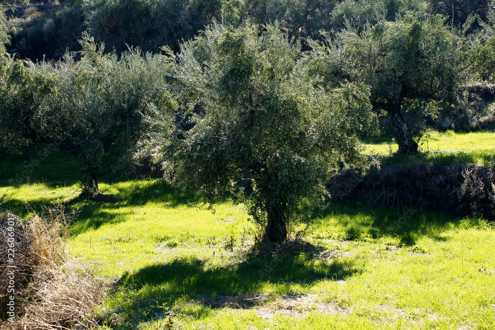 Fototapeta premium Olive grove in Kalamata, Peloponnese, southwestern Greece.