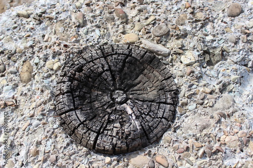 wood, tree, texture, old