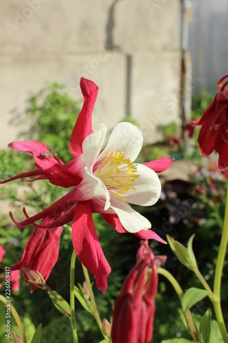 flowers in garden