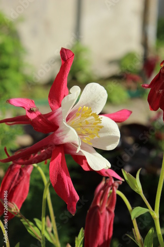 red flower in garden