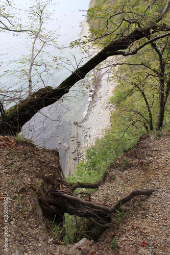 tree, forest, nature