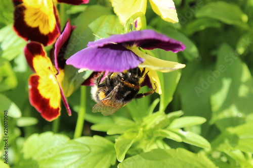 bee on a flower