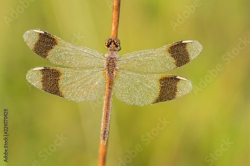 Beautiful nature scene with dragonfly Banded darter  (Sympetrum pedemontanum). Macro shot of dragonfly Banded darter  (Sympetrum pedemontanum) on the grass. photo