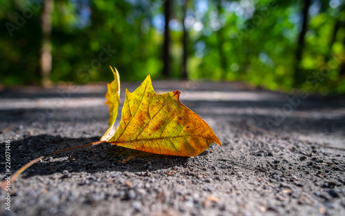 Signs of Fall