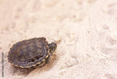 Common Slider, also known as Cumberland Slider Turtle, Red-eared Slider Turtle, Slider (Trachemys scripta) on a sand
