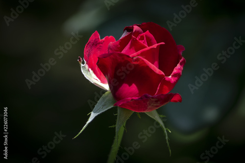 Beautiful Red Star rose in natural sunlight on a dark green background in the garden. Nature concept for design