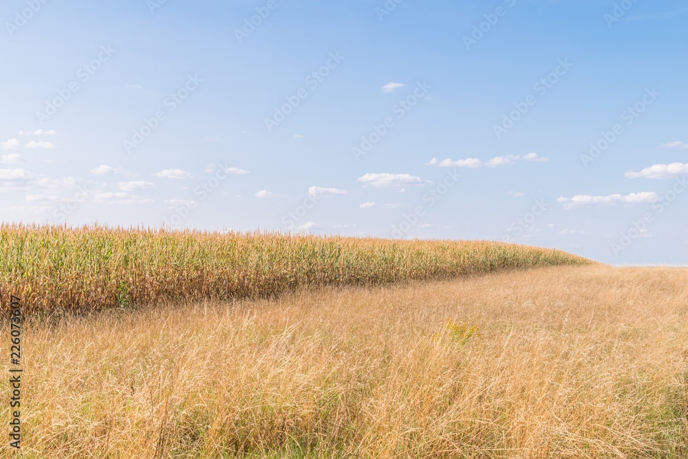 Vertrocknetes Maisfeld und Wiese im Sommer, Deutschland