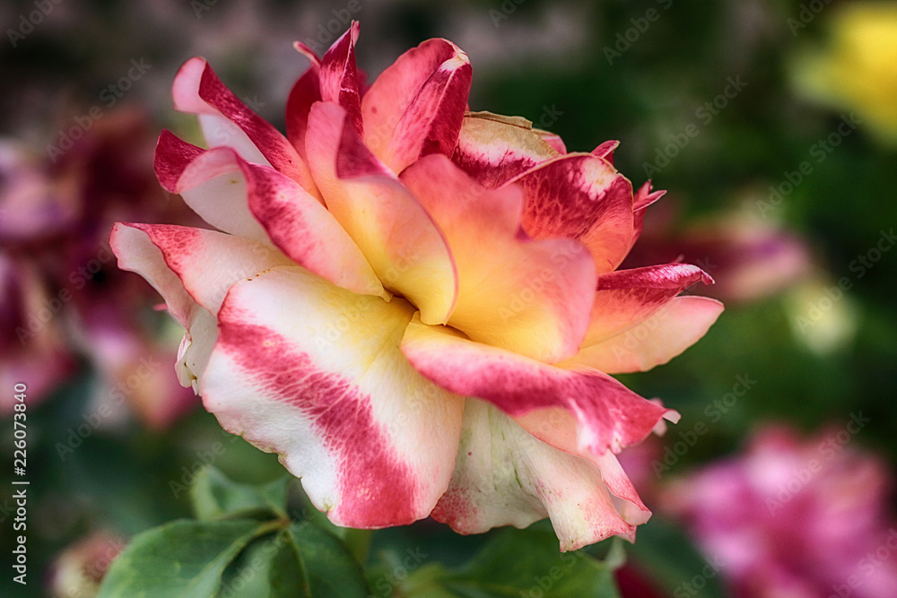 ROSA MULTICOLOR ROSA MULTICOLOR