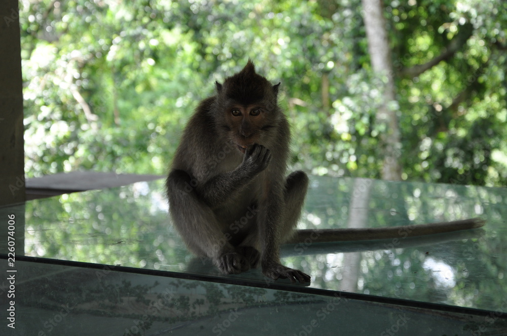 monkey monkey