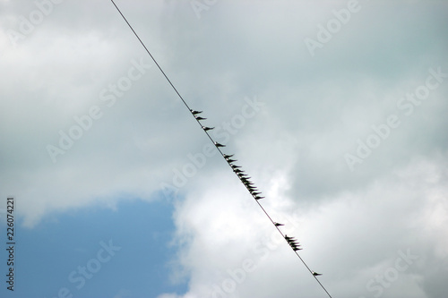 birds, sitting on wires of power lines under blue sky, with space for your text