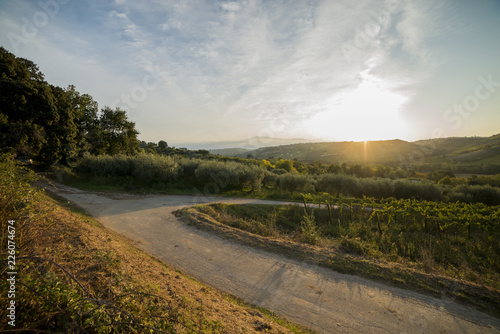 Campagna vigna e uliveto al tramonto photo