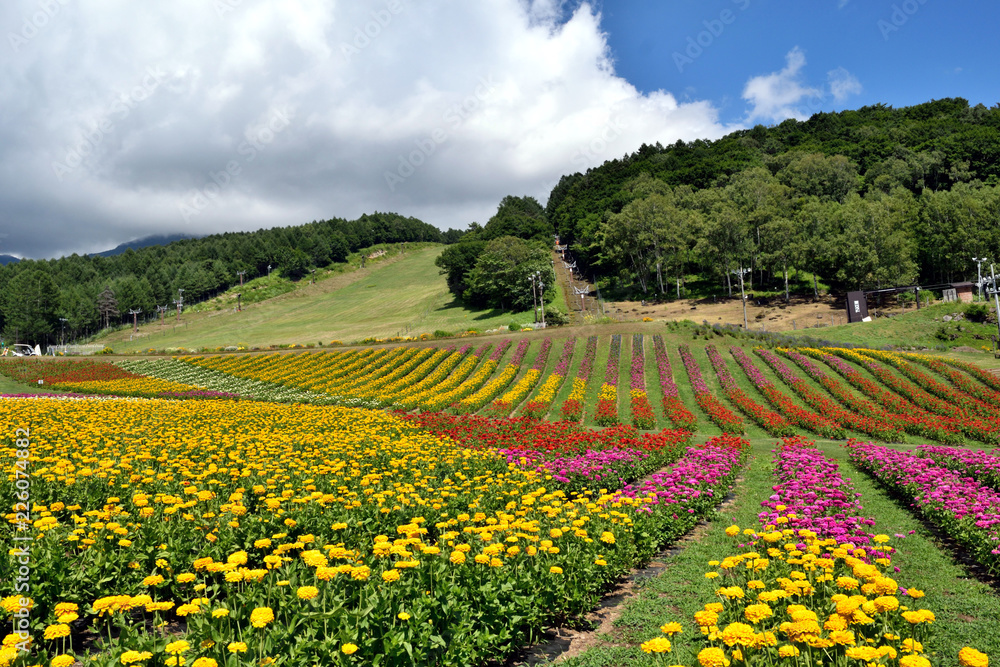 【長野県諏訪郡】富士見高原 色鮮やかな花壇 【長野県諏訪郡】富士見高原 色鮮やかな花壇